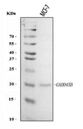 Anti-GADD45B Antibody Picoband®