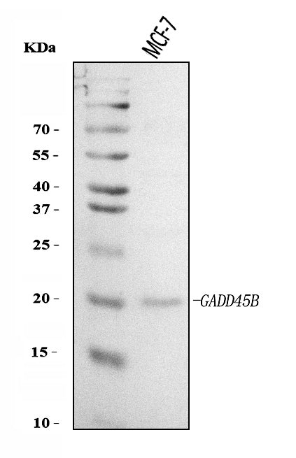 Anti-GADD45B Antibody Picoband®