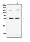 Anti-LIGHT/Tnfsf14 Antibody Picoband®