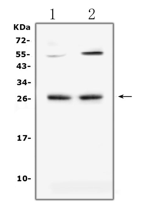 Anti-LIGHT/Tnfsf14 Antibody Picoband®