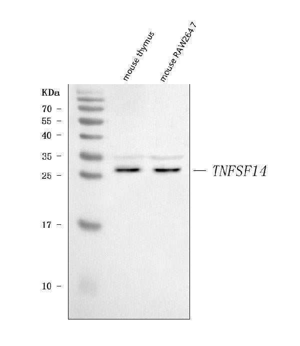 Anti-LIGHT/Tnfsf14 Antibody Picoband®