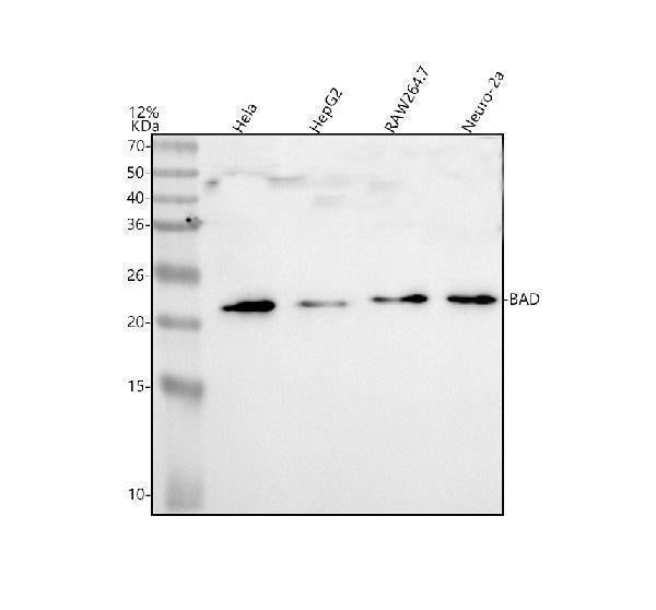 Anti-BAD Antibody Picoband®