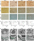 Anti-Laminin Antibody Picoband®
