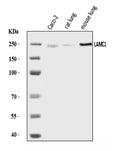 Anti-Laminin gamma 1/LAMC1 Antibody Picoband®
