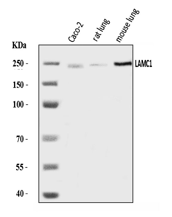 Anti-Laminin gamma 1/LAMC1 Antibody Picoband®