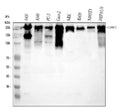 Anti-Laminin/Lamc1/Lamc2/Lamc3 Antibody Picoband®