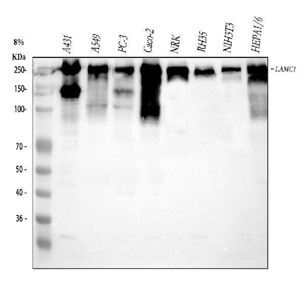 Anti-Laminin/Lamc1/Lamc2/Lamc3 Antibody Picoband®