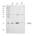 Anti-gamma Synuclein/SNCG Antibody Picoband®