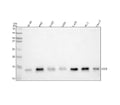 Anti-Cytochrome C/Cycs Antibody Picoband®