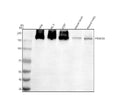 Anti-PIK3C2A Antibody Picoband®