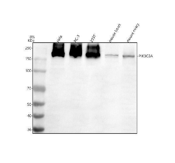 Anti-PIK3C2A Antibody Picoband®