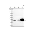 Anti-CTRC Antibody Picoband®