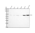 Anti-CYP7B1 Antibody Picoband®