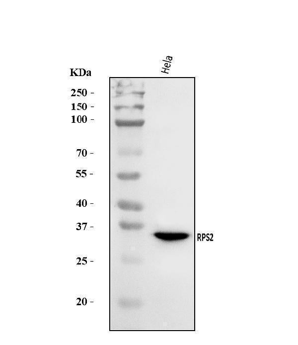 Anti-RPS2 Antibody Picoband®