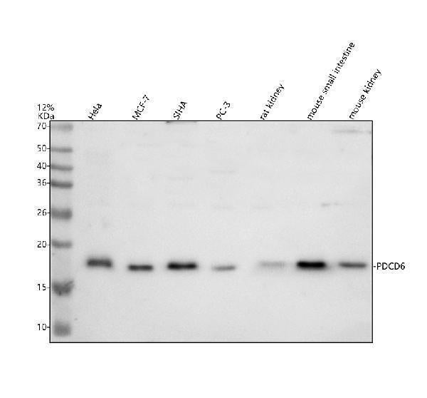 Anti-ALG2/PDCD6 Antibody Picoband®