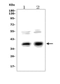 Anti-XLF/NHEJ1 Picoband® Antibody