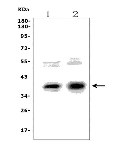 Anti-XLF/NHEJ1 Picoband® Antibody