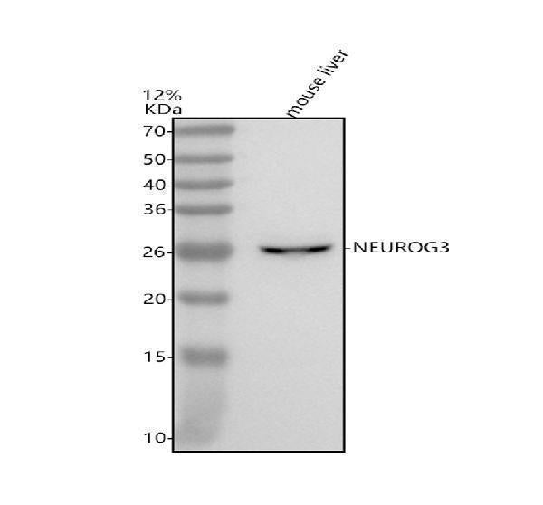 Anti-NEUROG3 Antibody Picoband®