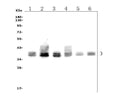Anti-FOXF1 Picoband® Antibody