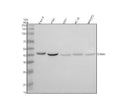 Anti-CREB3 Antibody Picoband®