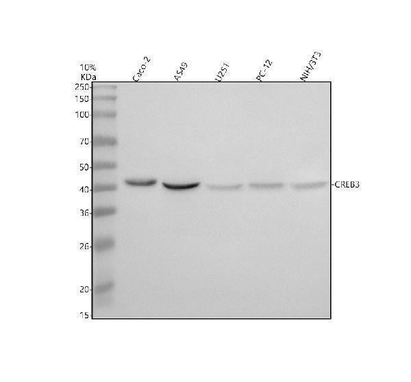 Anti-CREB3 Antibody Picoband®