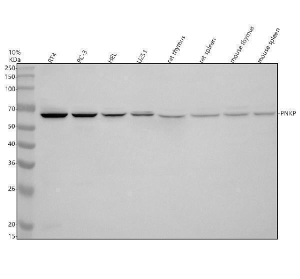 Anti-PNKP Antibody Picoband®