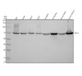 Anti-TAF15 Antibody Picoband®