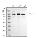 Anti-MED15 Antibody Picoband®