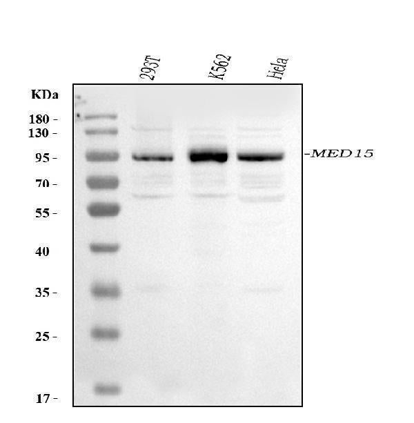 Anti-MED15 Antibody Picoband®