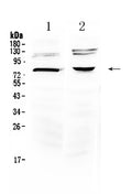 Anti-Dishevelled 3/DVL3 Antibody Picoband®