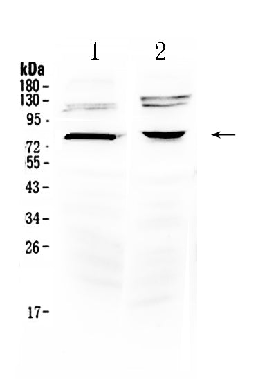 Anti-Dishevelled 3/DVL3 Antibody Picoband®