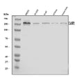 Anti-CLASP2 Antibody Picoband®