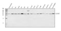 Anti-ALYREF Antibody Picoband®