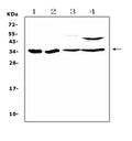 Anti-BRMS1 Antibody Picoband®