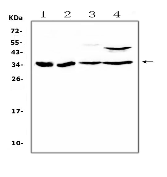 Anti-BRMS1 Antibody Picoband®