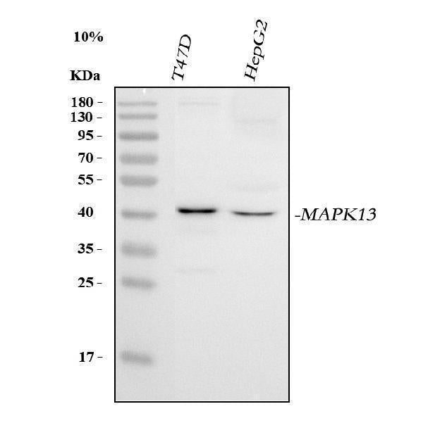 Anti-MAPK13 Antibody Picoband®