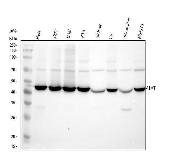 Anti-KAT1/HAT1 Antibody Picoband®