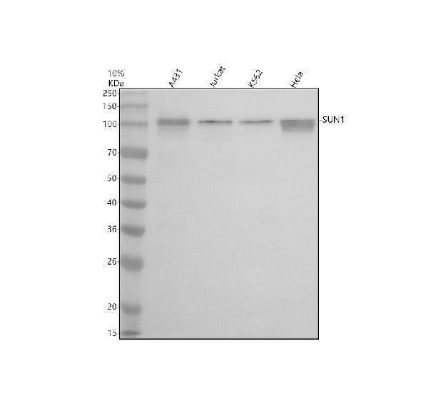 Anti-SUN1 Antibody Picoband®