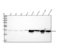 Anti-NDUFS4 Antibody Picoband®