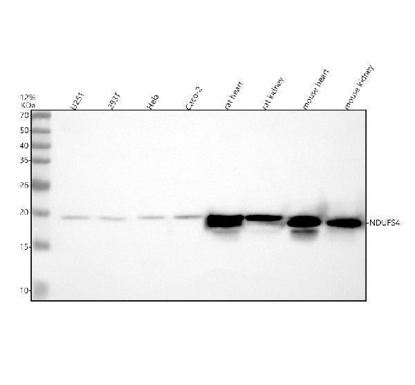 Anti-NDUFS4 Antibody Picoband®