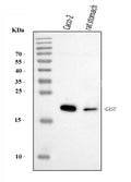 Anti-Gastrin/GAST Antibody Picoband®