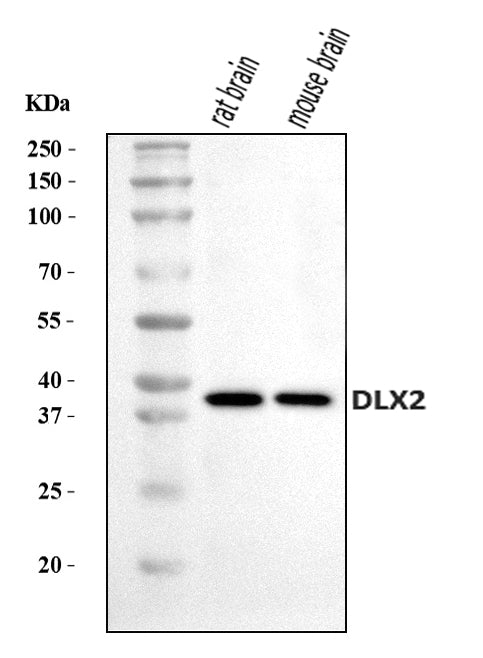 Anti-DLX2 Antibody Picoband®