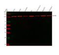 Anti-HSPA4 Antibody Picoband®