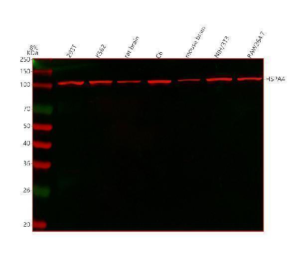 Anti-HSPA4 Antibody Picoband®