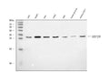 Anti-ERP29 Antibody Picoband®