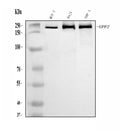 Anti-hUPF2/RENT2/UPF2 Antibody Picoband®