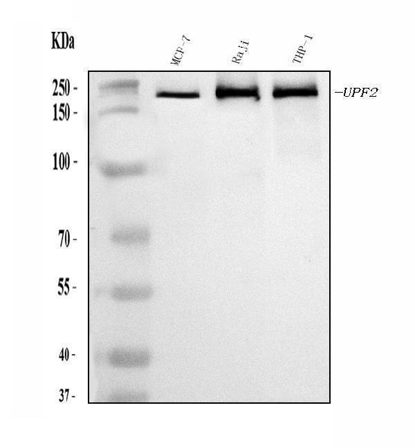 Anti-hUPF2/RENT2/UPF2 Antibody Picoband®