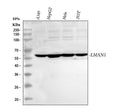 Anti-LMAN1 Antibody Picoband®