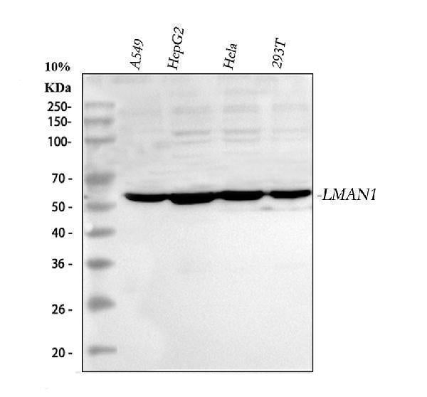 Anti-LMAN1 Antibody Picoband®