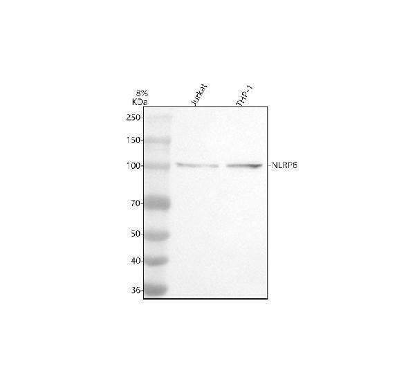 Anti-NLRP6 Antibody Picoband®